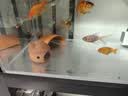 瓦克（WACKER）121大型鱼缸胶水族馆玻璃胶透明水族箱密封胶防霉防水速干型 121大型鱼缸密封胶 透明 实拍图