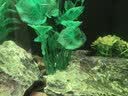 萌嘟星宠仿真水草鱼缸造景套装水族箱布景装饰摆件假植塑料假水草 11件套 实拍图