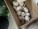京鲜生河南杞县大蒜 带皮新鲜 干蒜净重3斤单果5.5-6cm 源头直发 实拍图