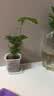 文竹盆栽绿植花卉盆景植物室内客厅水培文松云竹文竹大苗四季常青 小文竹【1颗】原盆原土球发货 高度15-25cm 实拍图