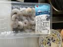 【抽肠】冰鲜青虾仁100g（13-19粒） 实拍图