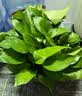 京东绿植绿萝盆栽除甲醛花卉绿植办公室新房净化空气180加仑4盆装源头直发 实拍图
