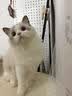 网易严选猫粮【推荐】全价猫粮 幼猫成猫主粮猫咪食品 一口9种肉 【多猫家庭】原野禽肉口味 1.8kg*4袋 实拍图
