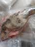 品鲜肴淡水鱼生态桂鱼鳜鱼鳌花鱼桂花季花鱼自然捕获鲜活现杀生鲜水产 净膛后400-450g/条【1斤活杀】 实拍图