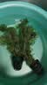 云峰海瑞水草活体懒人草鱼缸造景活体水草套餐鱼缸水草有茎类中后景真水草 【实惠】-绿菊（5只一组） 实拍图