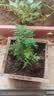 文竹盆栽绿植花卉盆景植物室内客厅水培文松云竹文竹大苗四季常青 小文竹【1颗】原盆原土球发货 高度15-25cm 实拍图