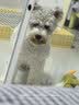 皇家狗粮 成犬狗粮 犬粮 宠物小型犬 PR27 全价犬粮≥10月2KG 实拍图