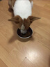 科瑞卡 狗粮成犬金毛边牧拉布拉多大型犬美毛养胃鸡肉冻干双拼天然粮 2kg（大型成犬适用 美毛养胃） 成犬 实拍图