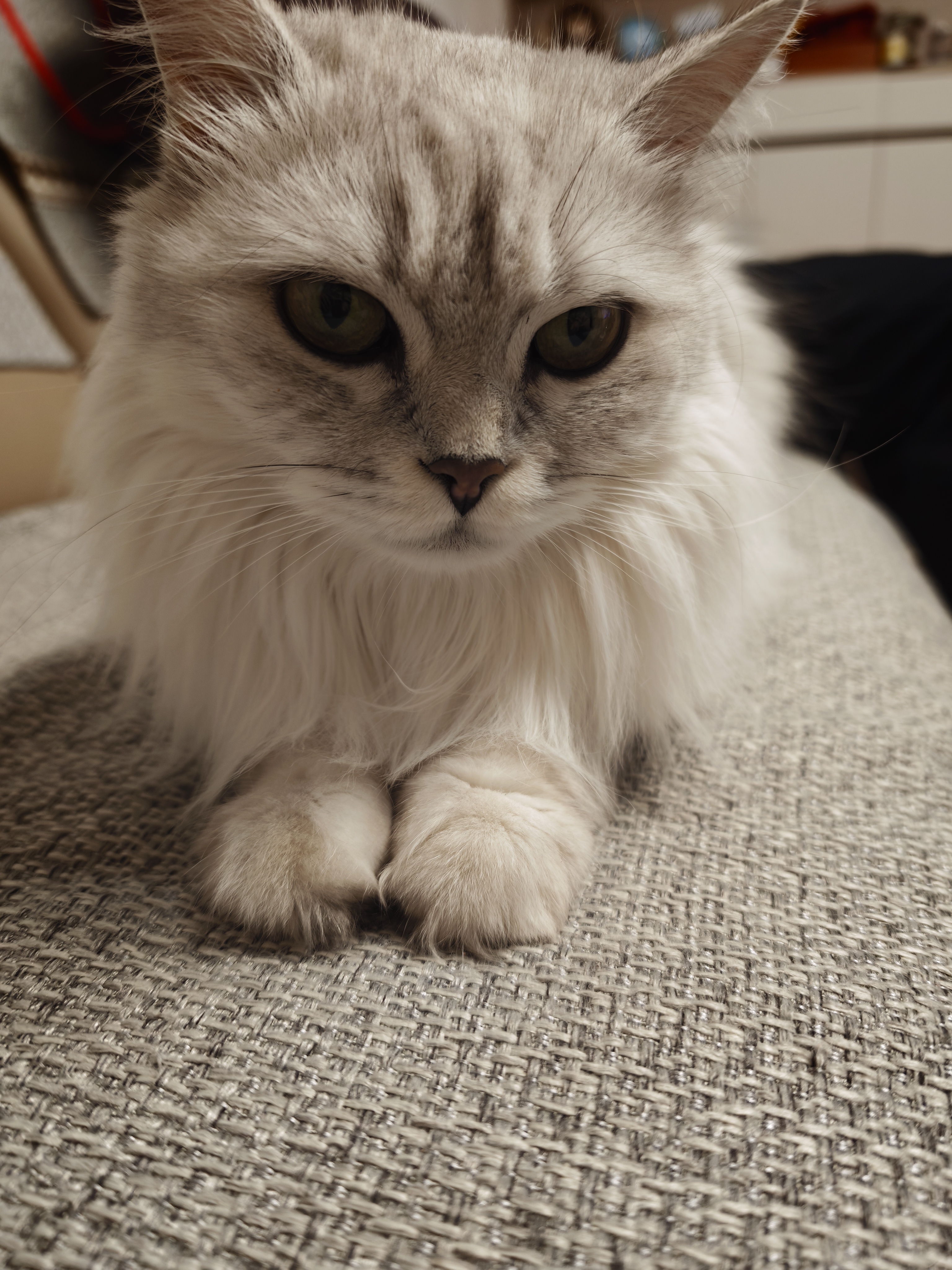 普安特宠物猫咪驱虫药驱虫体内外一体幼成虫跳蚤犬虱非泼罗尼爱滴克套装 实拍图