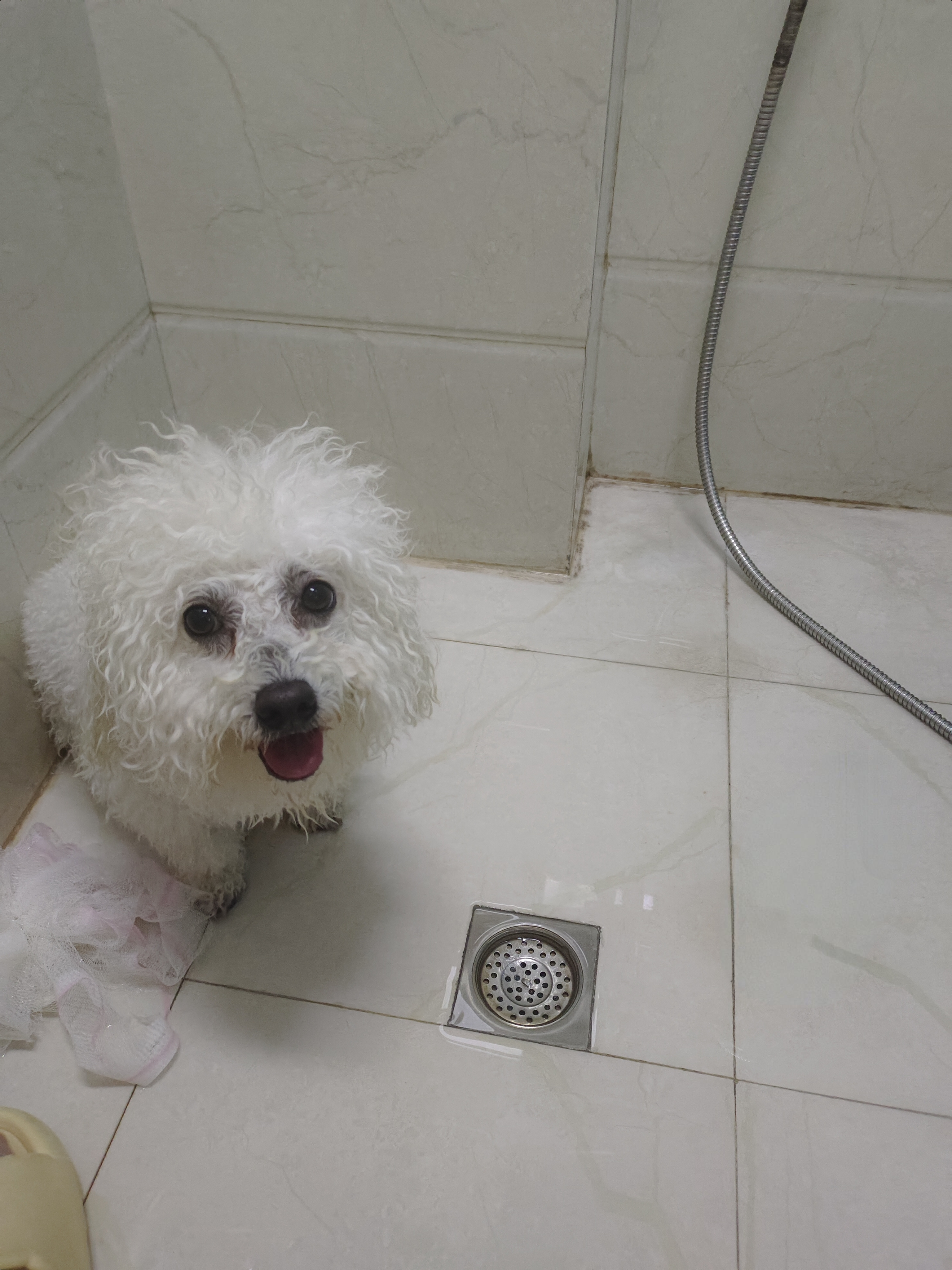 雪貂留香狗狗沐浴露宠物猫咪香波泰迪比熊清洁驱虫止痒浴液 白毛专用 MAX 实拍图