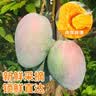 京鲜生云南凯特 净重8斤装 单果600g+ 新鲜芒果水果 源头直发包邮 实拍图