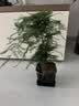 绿萝文竹九里香小叶赤楠禅意盆栽办公室桌面植物小盆景绿植花卉苗 文竹+舍得盆+方底托+青苔 实拍图