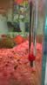 派乐特 鱼缸温度计高精度缸内潜水探头水温计水族专用 玻璃温度计 实拍图