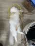 维克（Virbac）牙膏猫咪狗狗牙膏口腔清洁清新口气牙结石宠物洁牙可食用复合酶小绿管70g（鸡肉味） 实拍图
