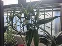 花翁富贵竹水培绿植招财转运室内客厅水养花卉盆栽植物文昌竹源头直发 实拍图