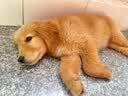 凯锐思【宠乐安心】成犬15kg 中大型小型犬金毛边牧通用狗粮囤货装30斤 实拍图