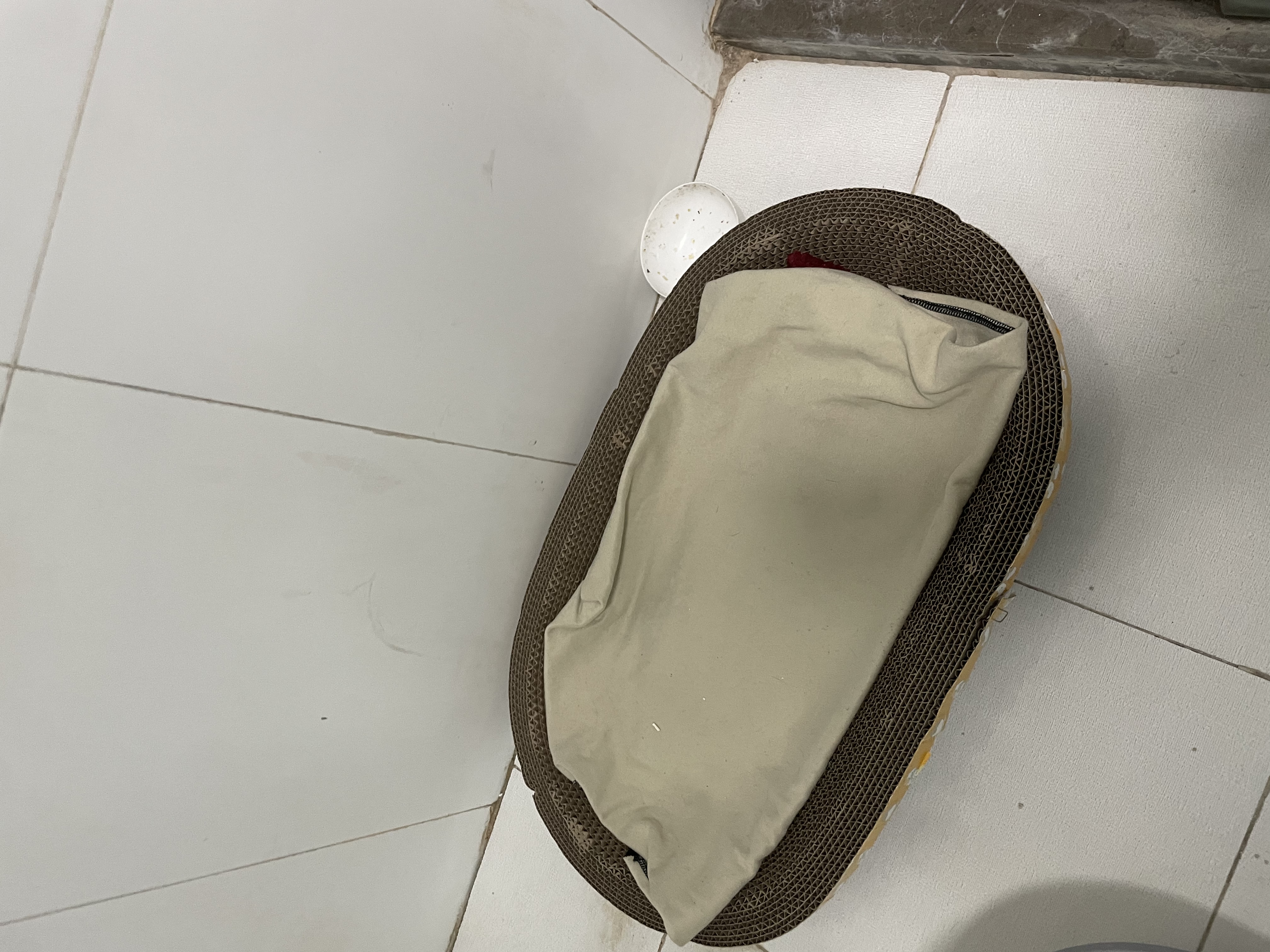 【京东快递】猫抓板磨爪圆形椭圆形瓦楞纸抓盆大号耐抓磨玩睡一体 椭圆50cm【花边随机】 送猫咪必备猫薄荷 实拍图
