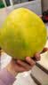 京鲜生梅州红心文旦柚蜜柚1粒装 净重2.6斤+ 生鲜水果 源头直发包邮 实拍图