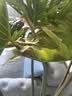 史丹利自动浇水器浇花神器花盆定时植物懒人用绿植花卉家用滴水器2个装 实拍图