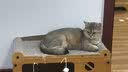 阿柴与猫封闭式猫窝大房子小型犬狗窝睡觉猫狗屋可拆洗四季通用宠物窝 实拍图