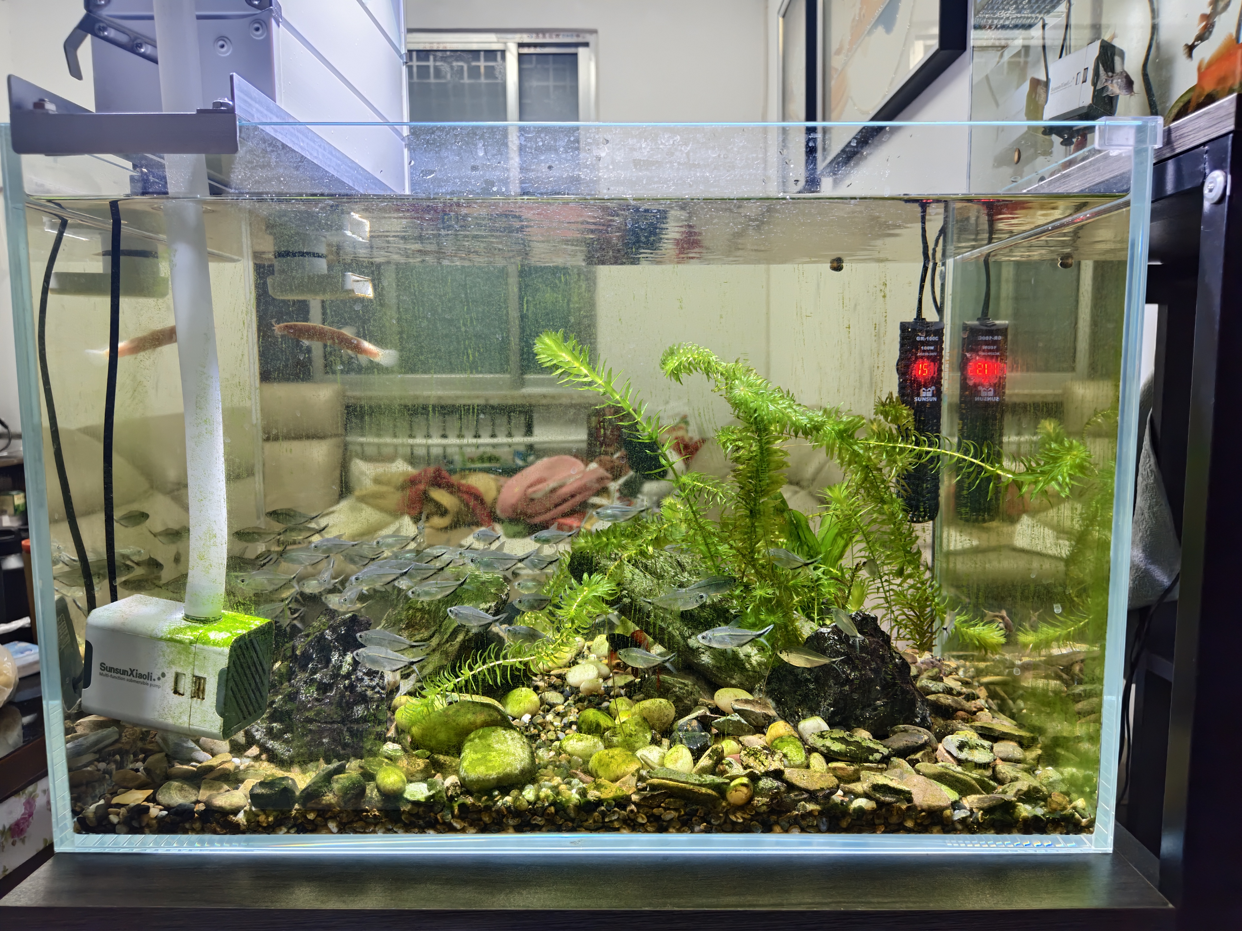 森森（SUNSUN）鱼缸加热棒自动恒温数显石英加温棒防爆水族箱加温器加热器 【升级离水断电】100W数显石英加热棒 实拍图
