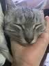 好主人猫条猫咪零食 喵舔酱火腿肠猫罐头白肉汤罐成猫幼猫通用营养开胃 10g*10条喵舔酱 实拍图