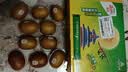佳沛（zespri）新西兰金奇异果10粒巨大果146-175g猕猴桃水果礼盒 实拍图
