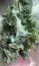新鲜羽衣甘蓝生鲜蔬菜嫩叶云南甘兰芥蓝西餐沙拉榨汁减脂直播间 羽衣甘蓝减脂尝鲜装1斤 实拍图