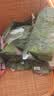 babycare金山茶花拉拉裤XXXXL26片(＞19kg)婴儿尿不湿超薄透气轻柔花苞裤 实拍图