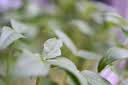 尼康（Nikon）Z MC 50mm f/2.8 全画幅微单镜头 微距镜头 植物/人像 实拍图