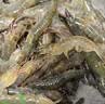 鲜活大海白虾300g（约12-18只） 实拍图
