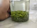 御恒春日照绿茶2026新茶春茶散装袋装茶叶特级浓香型板栗香特产绿茶 500g送赠品6选一 实拍图