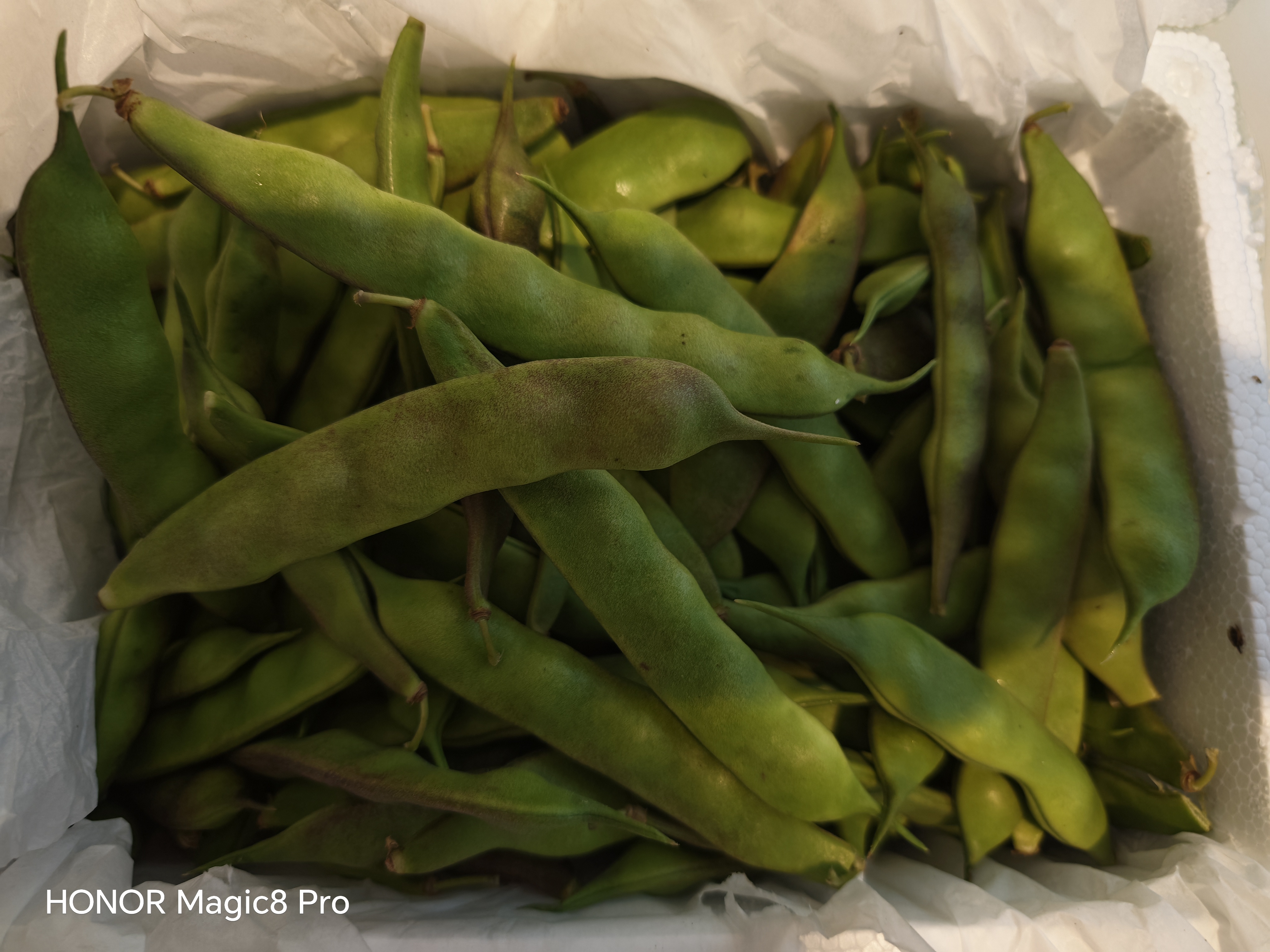 辰实【发顺丰】东北新鲜油豆角 九月青油豆角 开锅烂蔬菜农家特产 5斤 油豆角(优选)推荐 实拍图