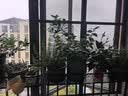 长万家阳台花架挂式多肉花盆架置物架悬挂式挂钩绿植架栏杆护栏挂架花盆 100*25*12cm【加厚加粗】升级承重 实拍图