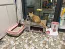 鲜朗低温烘焙猫粮无谷全阶段通用型鲜郎营养高蛋白鸡肉全价猫粮囤货装 烘焙猫粮2kg*4【囤货装】 实拍图