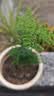 文竹盆栽绿植花卉盆景植物室内客厅水培文松云竹文竹大苗四季常青 小文竹【1颗】原盆原土球发货 高度15-25cm 实拍图