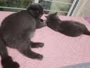 馋小汪猫咪零食猫条妙鲜湿粮包猫零食成猫幼猫营养鱼油猫罐头整箱批发 150支收纳盒装 混合口味 实拍图