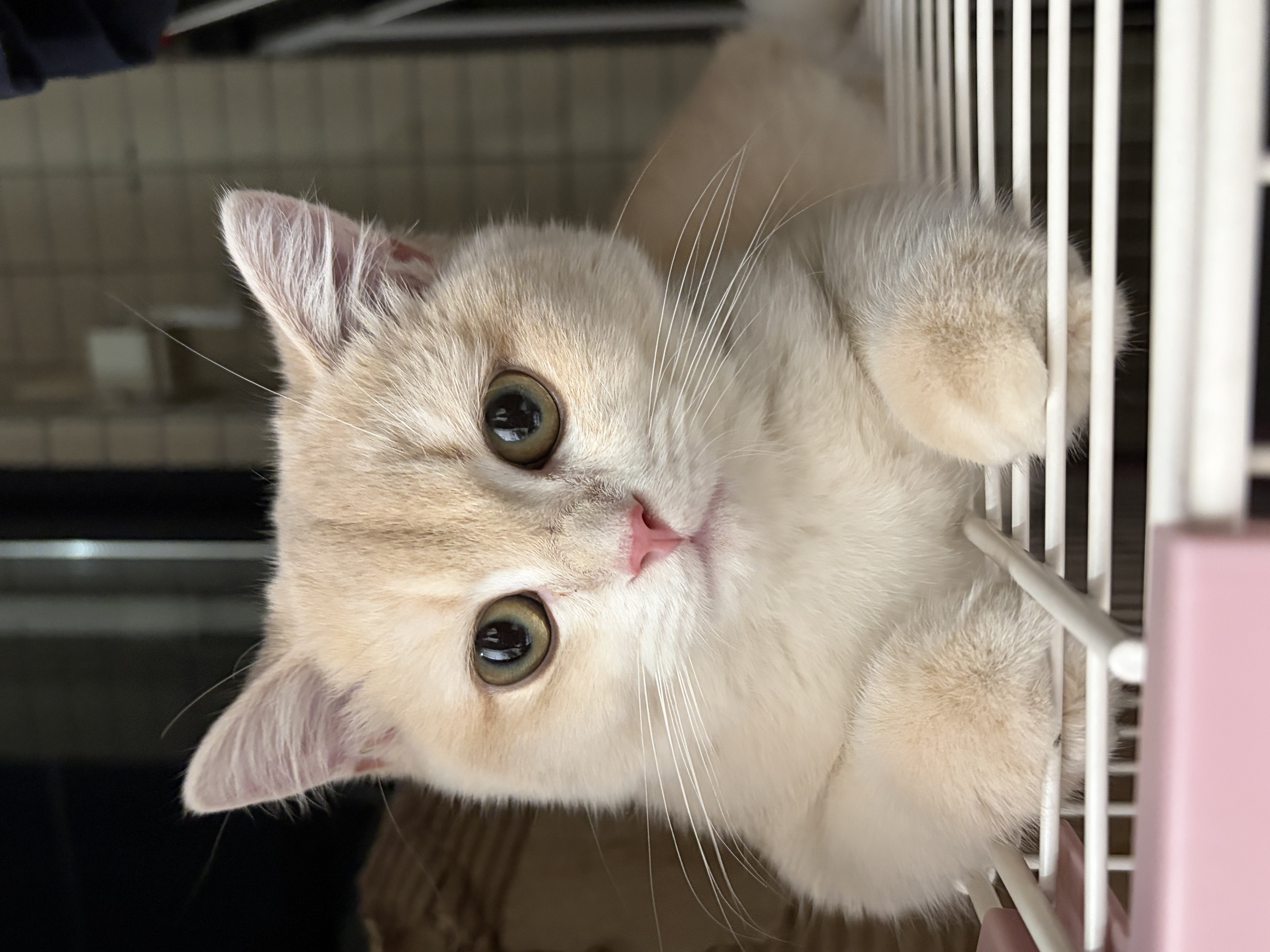 皇家猫粮 幼猫奶糕 幼猫猫粮 BK34 通用粮 1-4月 400g 实拍图