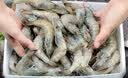 东上御品虾 青岛海鲜大虾基围虾鲜活青虾白虾海虾对虾冰虾冻虾生鲜 虾类 3斤(净重)  单冻大虾【活虾速冻】 15-18cm【单只超大虾】 实拍图