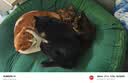 WEYES冻干鸡小胸500g桶装宠物猫狗零食肉干营养高蛋白适口性好 实拍图