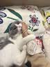 红狗化毛膏猫咪专用排除毛球维生素添加鱼油膳食纤维毛球症温和120g 实拍图