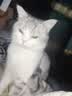 WEYES冻干鸡小胸500g桶装宠物猫狗零食肉干营养高蛋白适口性好 实拍图