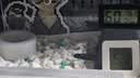 SMVP玉米蛇活物宠物蛇真蛇爬宠幼体翠异宠青白化蛇宠无毒黑王暴风雪盲 墨西哥黑王蛇【苗】 实拍图