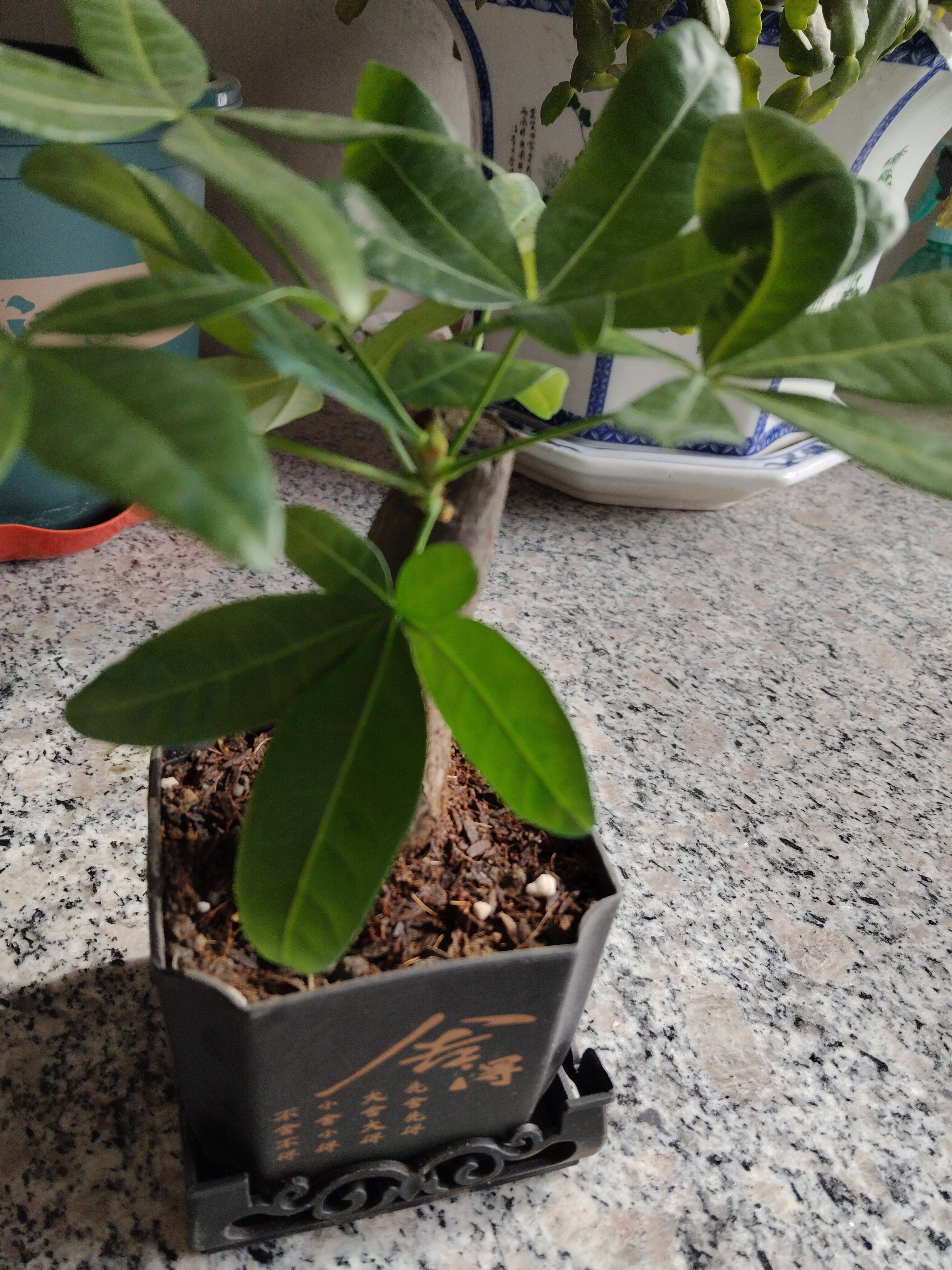 水培植物铁树小盆栽办公室内微景观桌面创意好养易活绿植花卉盆景 发财树盆栽 舍得盆加底托 高度15-25cm 实拍图
