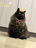 大宠爱成猫驱虫药体内外同驱耳螨虱子跳蚤虫 2.6-7.5kg成猫 12支装 实拍图