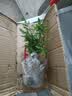 文竹盆栽绿植花卉盆景植物室内客厅水培文松云竹文竹大苗四季常青 小文竹【1颗】原盆原土球发货 高度15-25cm 实拍图