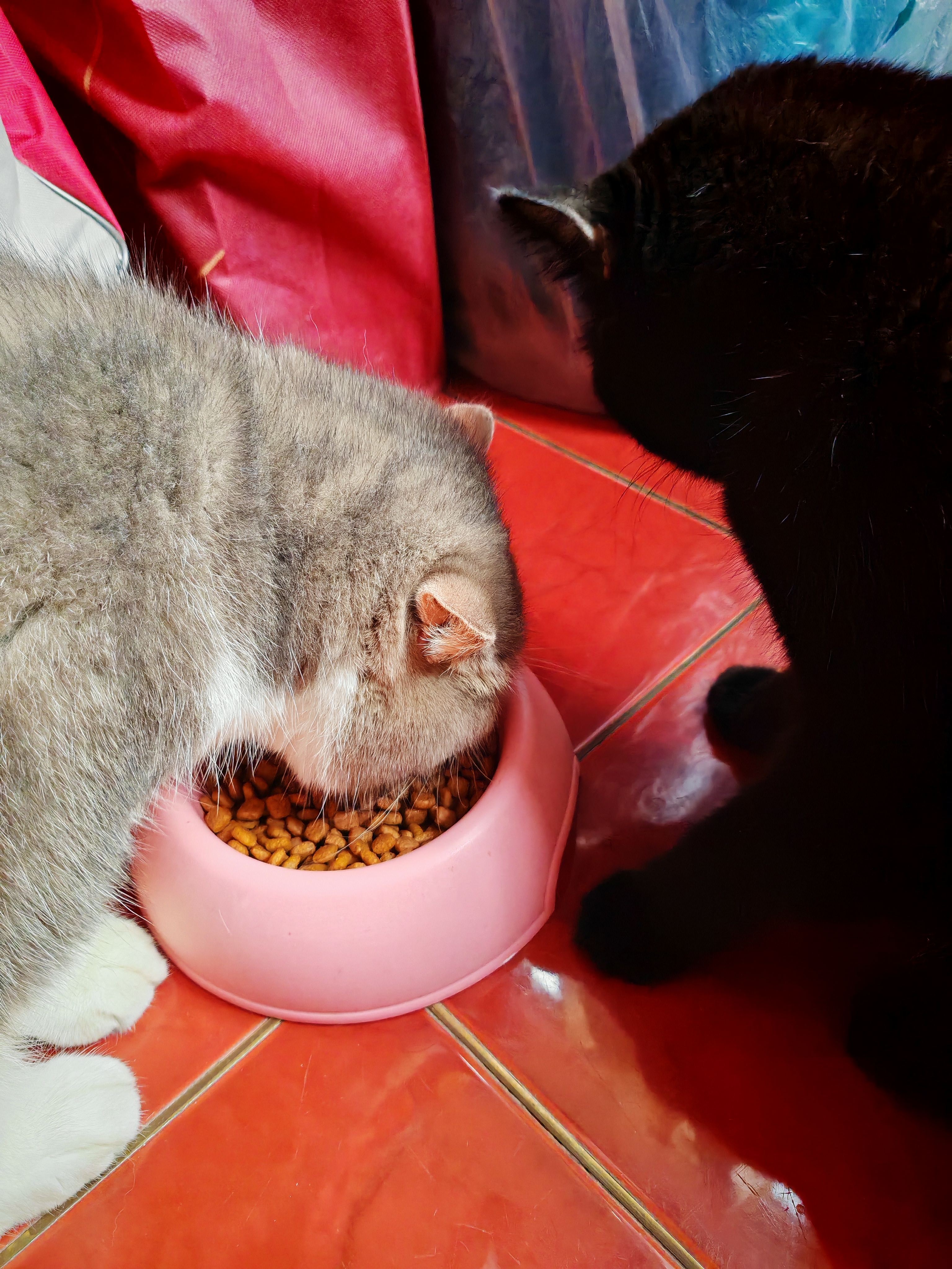 冠能猫粮7岁以上老年猫猫粮2.5kg 全价猫粮 延长健康生活时间 实拍图