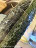 长黄瓜约600g 实拍图