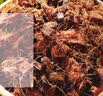 史丹利水苔150g 蝴蝶兰专用土干苔藓养兰花的营养土优质文石斛心兰乌龟 实拍图
