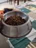 派乐特 猫碗不锈钢狗狗猫咪食盆猫咪宠物用品水粮碗防滑打不翻狗盆狗碗 实拍图